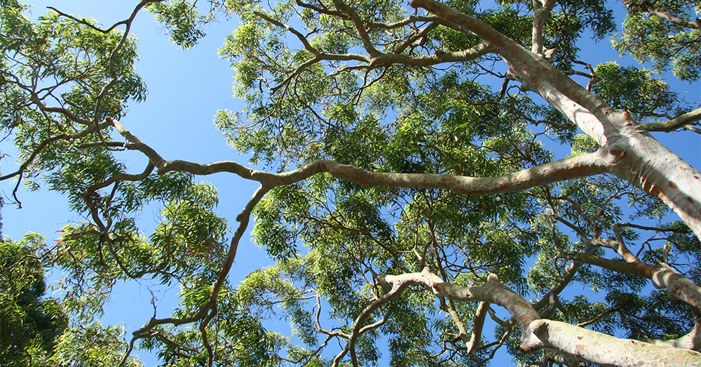 gum-tree