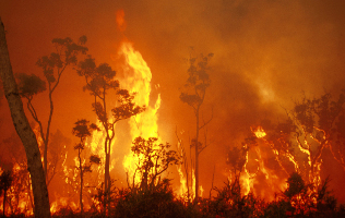 Photo shows gum tre forest engulfed in bright orange flames. 