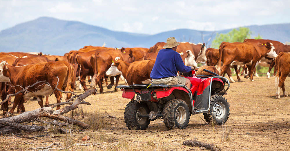 A farmer herding cattle in a drought-ravaged paddock.