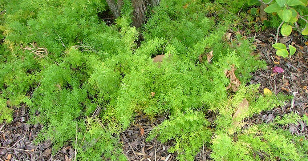 Asparagus fern - considered a weed.