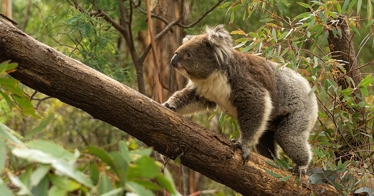 Koala climbing along a eucalyptus tree trunk in native Australian bushland, representing the state's native wildlife and biodiversity.