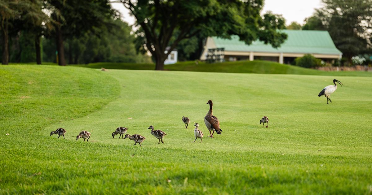 A family of ducks walks across a grassy parkland while an ibis stands nearby, illustrating the importance of monitoring wild birds for signs of H5 bird flu.
