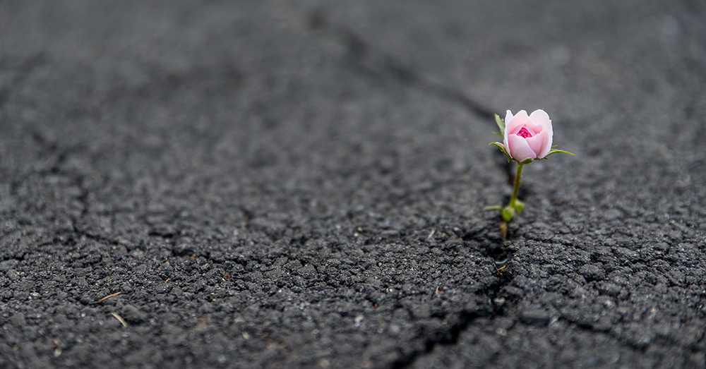 A flower blooming through a crack in a tar road.