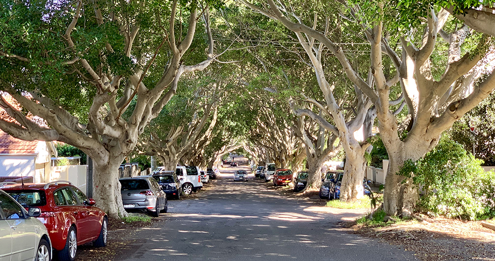 A tree lined inner-city street.