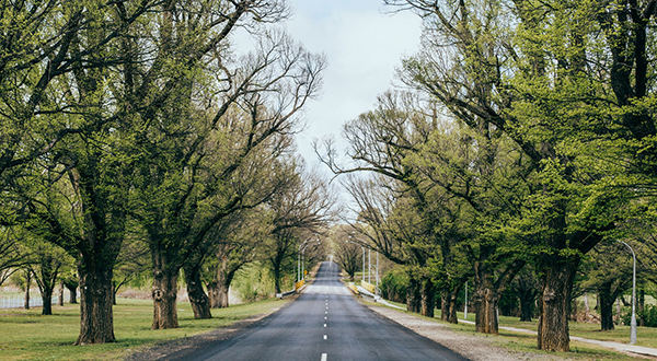 A road lines by trees in Armidale NSW.