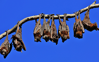 Half a dozen fling-foxes (or fruit bats) hanging upside down on a tree branch.