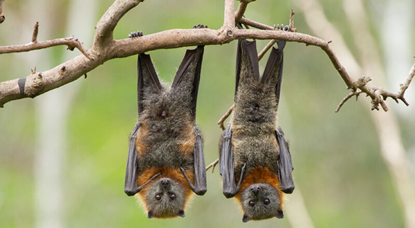 Two flying-foxes (or fruit bats) hanging upside down on a tree branch.
