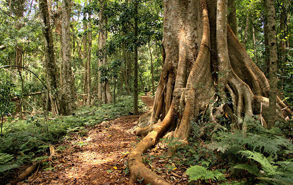 Australian bush scene - Crown land - showing the huge trunk and roots system of a giant figtree.